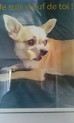Nom Chihuahua Chien Hanoï