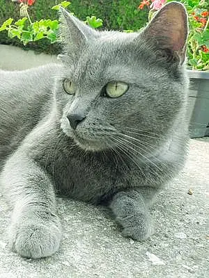 Nom Chartreux Chat Cana