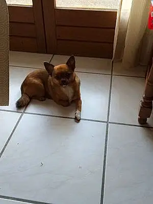 Nom Chihuahua Chien Izie
