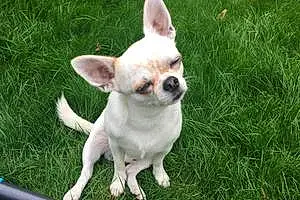 Nom Chihuahua Chien Jordy