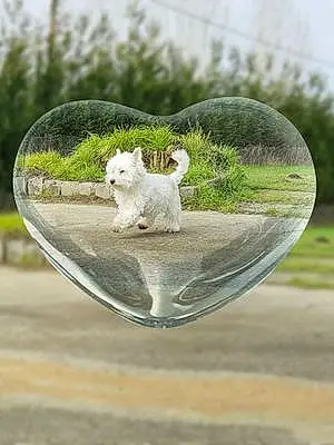 Nom West Highland White Terrier Chien Kooky
