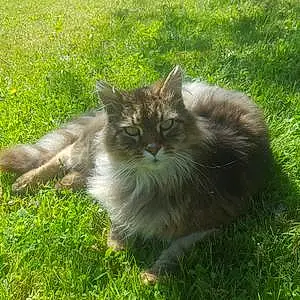 Nom Maine Coon Chat Dixi
