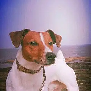 Nom Jack Russell Chien Gully