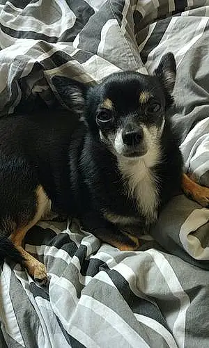 Nom Chihuahua Chien Alma
