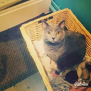 Nom Chartreux Chat Foster