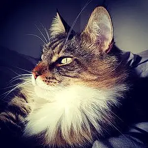 Nom Maine Coon Chat Jake