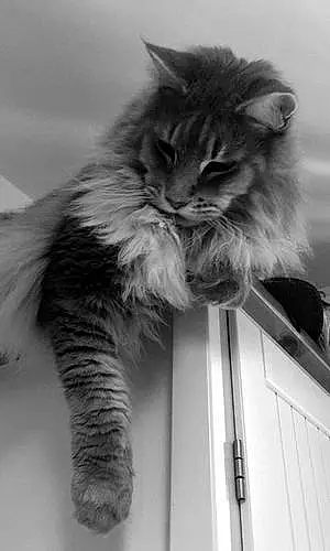 Nom Maine Coon Chat Faust