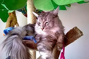 Nom Maine Coon Chat Hannibal