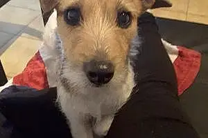 Nom Jack Russell Chien Haby
