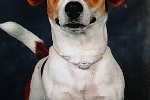 Nom Jack Russell Chien Icko
