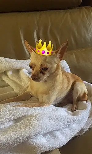 Nom Chihuahua Chien Hasco