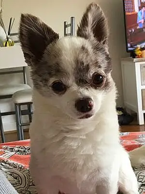 Nom Chihuahua Chien Chabal