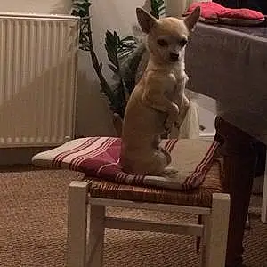 Nom Chihuahua Chien Linka