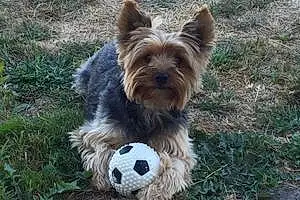 Nom Yorkshire Terrier Chien Guessy