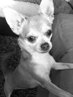 Nom Chihuahua Chien Jaja