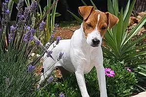 Nom Jack Russell Chien Glamour