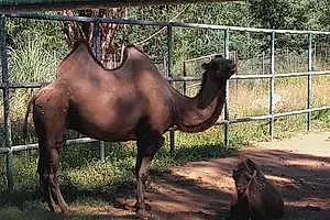Nom NAC / Autre Camel