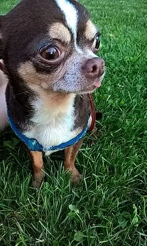 Nom Chihuahua Chien Bilbo