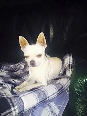 Nom Chihuahua Chien Cyrus