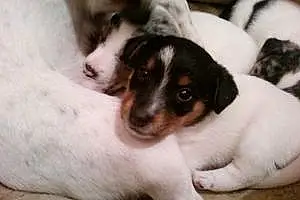 Nom Jack Russell Chien Hisis