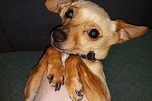 Nom Chihuahua Chien Heavy