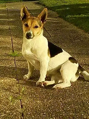 Nom Jack Russell Chien Cosette