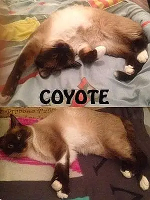 Nom Siamois Chat Coyote