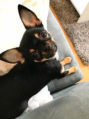 Nom Chihuahua Chien Hayko