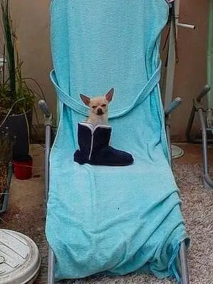 Nom Chihuahua Chien Helliot