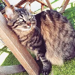 Nom Maine Coon Chat Goa