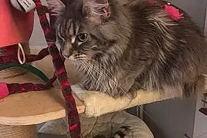 Nom Maine Coon Chat Lily-rose