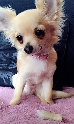 Nom Chihuahua Chien Corail