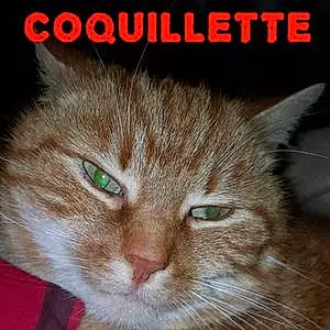 Nom Chat Coquillette