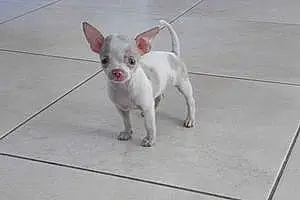 Nom Chihuahua Chien Krystal