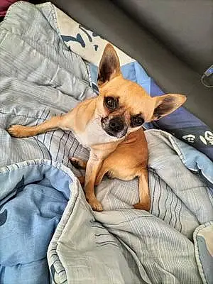Chihuahua Chien Slider