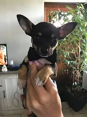 Nom Chihuahua Chien Ace