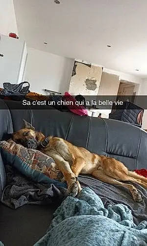 Nom Berger Malinois Chien Olaf