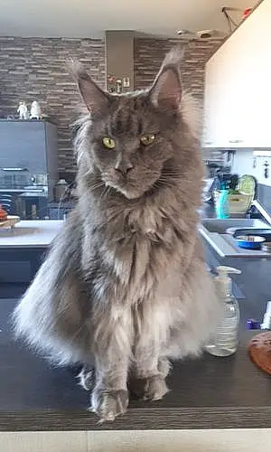 Nom Maine Coon Chat Indiana