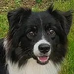 Chien, Carnivore, Race de chien, Working Animal, Plante, Chien de compagnie, Moustaches, Museau, Herbe, Terrestrial Animal, Dog Collar, Herding Dog, Poil, Australian Collie, Collar, Canidae, Working Dog, Fang, Chiots