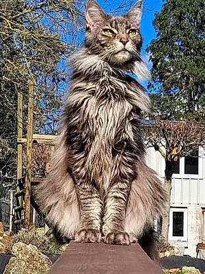 Maine Coon Chat Mao