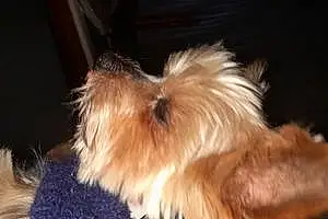 Nom Yorkshire Terrier Chien Early