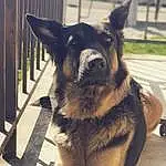 Chien, Berger allemand, Race de chien, Carnivore, Working Animal, Jaw, Moustaches, Faon, Chien de compagnie, Tints And Shades, Museau, Terrestrial Animal, Plante, Poil, Canidae, East-european Shepherd, Square, Working Dog