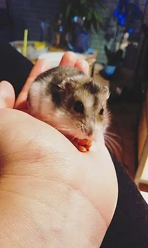 Hamster Russe Pout-pout