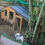 Plante, Carnivore, Biome, Adaptation, Bois, Terrestrial Plant, Felidae, Leisure, Queue, Herbe, Small To Medium-sized Cats, Fence, Mesh, Recreation, Canidae, Roof, Landscape, Animal Shelter