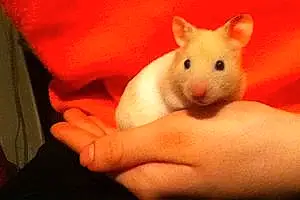 Nom Hamster Russe Kirby