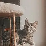Chat, FenÃªtre, Felidae, Carnivore, Small To Medium-sized Cats, Moustaches, Bois, Grey, Comfort, Faon, Cat Supply, House, Queue, Museau, Cat Bed, Cat Furniture, Couch, Door, Stairs, Arbre