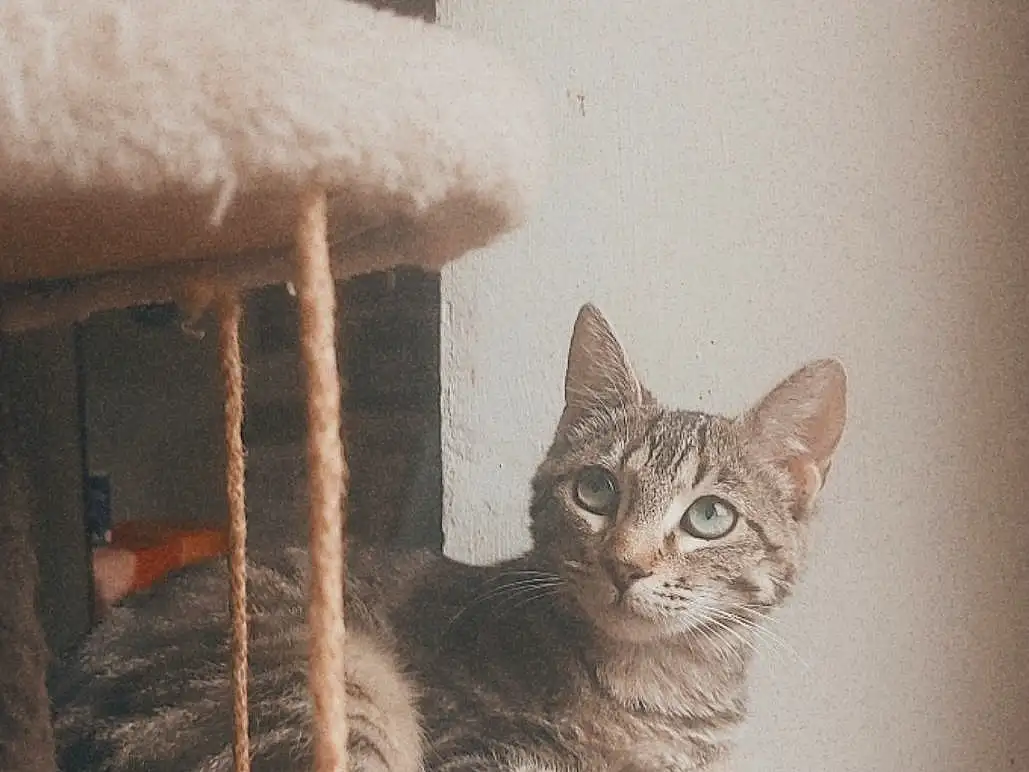 Chat, FenÃªtre, Felidae, Carnivore, Small To Medium-sized Cats, Moustaches, Bois, Grey, Comfort, Faon, Cat Supply, House, Queue, Museau, Cat Bed, Cat Furniture, Couch, Door, Stairs, Arbre