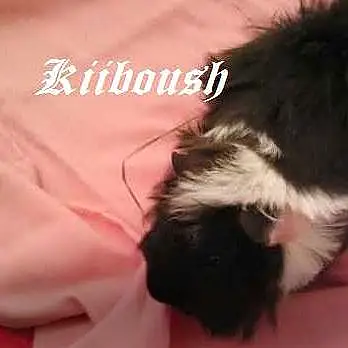 Kiiboush