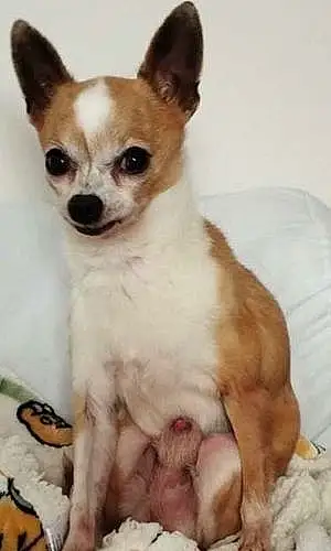 Nom Chihuahua Chien Brook