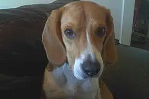Nom Beagle-harrier Chien Figo